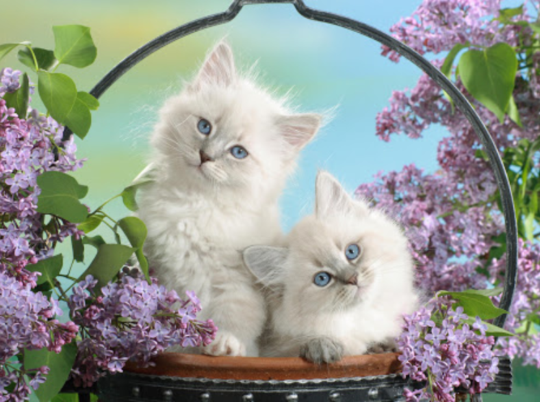 floer1.jpg